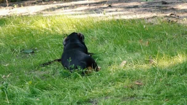 Pequeno cão brincando na grama com um pau — Vídeo de Stock