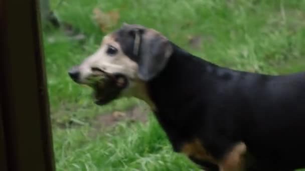 Little dog playing on the grass with a stick — Stock Video