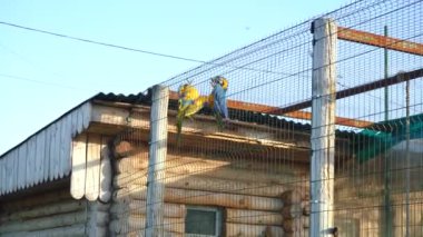 Mavi ve sarı papağan sokakta bir kafeste oturuyor.