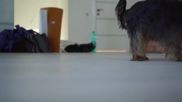 Lilla yorkshire terrier leker med leksaker i huset — Stockvideo