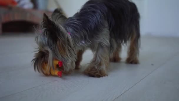 Little yorkshire terrier playing with toys in the house — Stock Video