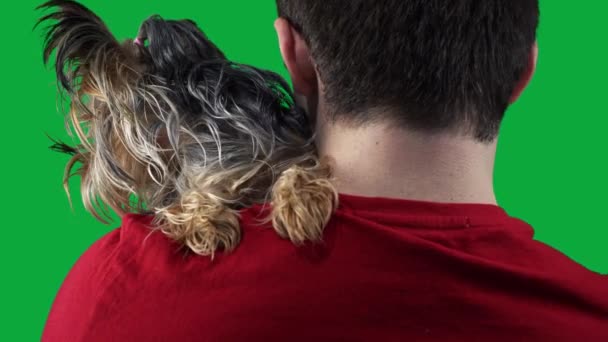 Yorkshire Terrier sits on a guys shoulder on a green screen background — Stock Video