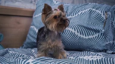 Küçük Yorkshire Teriyeri yatağa uzanıp kameraya bakıyor.