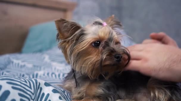 Piccolo yorkshire terrier accarezzando la mano di un uomo sul letto — Video Stock