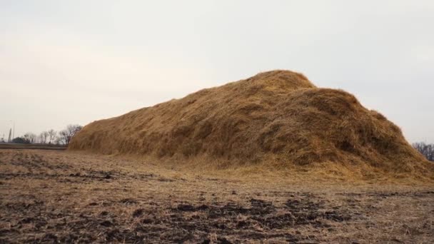 На земле лежит огромный стог сена — стоковое видео