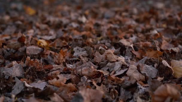 Una pila de hojas caídas de otoño tiradas en el suelo — Vídeos de Stock
