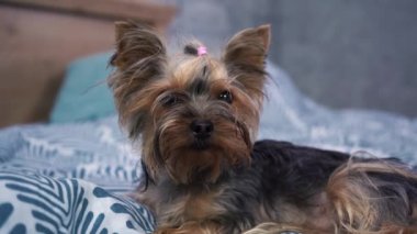 Yorkshire Terrier yatağında uzanmış kameraya bakıyor.