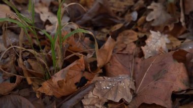 Sonbahar yaprakları yere yakın uzanır.
