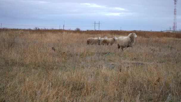 Domba berjalan di lapangan — Stok Video