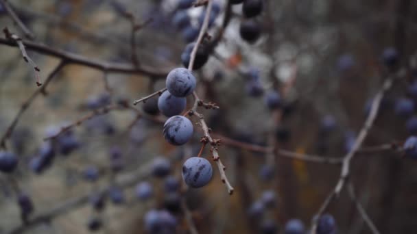 Garść jagód rosnących na drzewie — Wideo stockowe