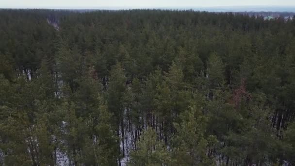 Güzel bir çam ormanı. hava atışı — Stok video