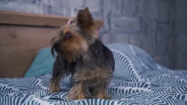 Yorkshire Teriyeri kanepede duruyor.