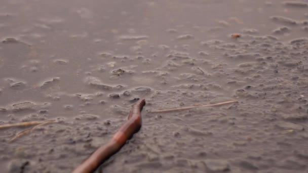 Um verme rasteja sobre o asfalto na chuva — Vídeo de Stock