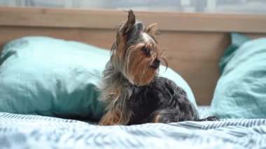 Yorkshire Teriyeri yatakta oturuyor.