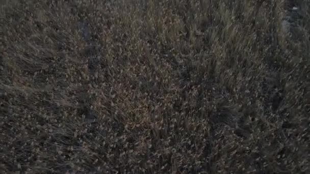 Movimento drone no início da primavera perto do rio. tiro aéreo — Vídeo de Stock