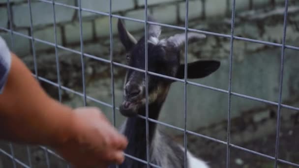 Homme nourrir les chèvres à travers la cage — Video