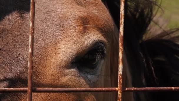 Paarden oog close-up achter het net — Stockvideo