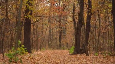 Yapraklarla kaplı sonbahar ormanı