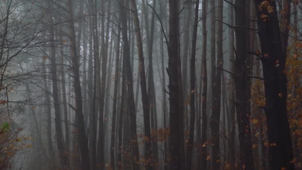 Yoğun siste sonbahar ormanı — Stok video