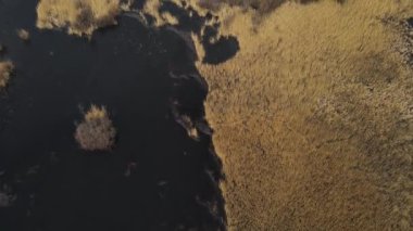 Sazlıklarla dolu bataklık manzarası. hava atışı