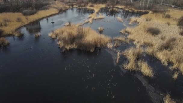 Vista delle paludi con canne dal drone. tiro aereo — Video Stock