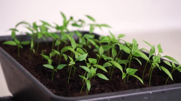 Planta casera en una olla. concepto de jardinería — Vídeo de stock
