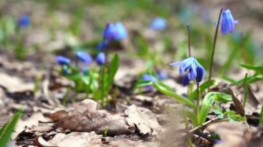 Ormanda büyüyen kardamlaları