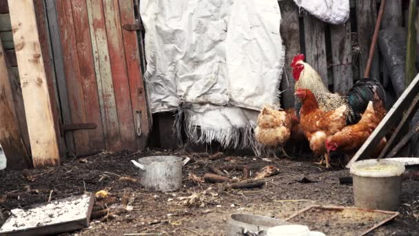 Galline e gallo corrono intorno al pollaio — Video Stock