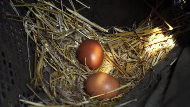 Eier einer Henne liegen im Hühnerstall. — Stockvideo