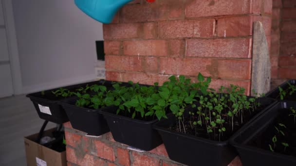 Mujer regando plántulas caseras con una regadera — Vídeos de Stock