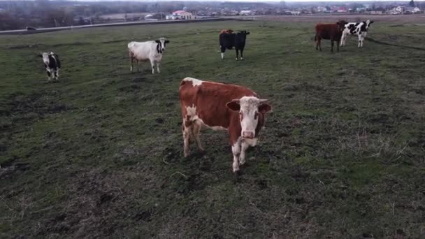 Οι αγελάδες βόσκουν στο βοσκότοπο. εναέρια λήψη — Αρχείο Βίντεο