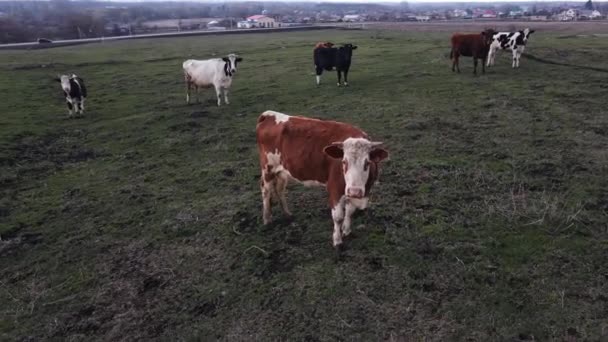 牧草地で放牧されています。空中射撃 — ストック動画