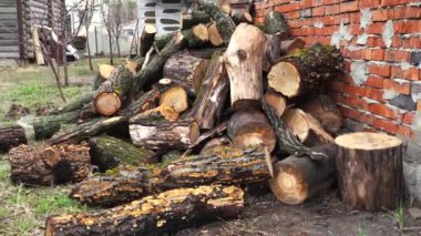 Bir avuç odun yığının içinde yerde yatıyor..