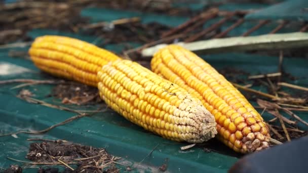 Jagung tergeletak di jalan untuk memberi makan ayam — Stok Video