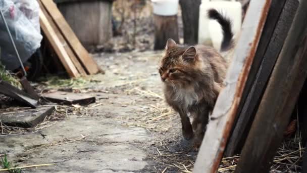 Un gatto adulto corre nel cortile della casa. un animale domestico — Video Stock