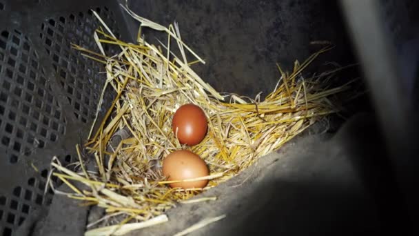 Ovos postos por galinhas jazem no galinheiro — Vídeo de Stock