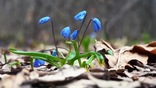 Kék hóvirág kora tavasszal — Stock videók