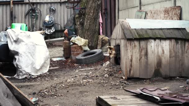 Chien de jardin jette un coup d'oeil hors de la cabine — Video