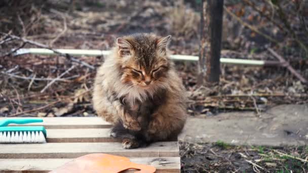 Η κουρασμένη γριά γάτα κάθεται στην αυλή σε κομμάτια ξύλου. Άγρια αδέσποτη γάτα σε μια φτωχή πόλη. — Αρχείο Βίντεο