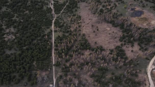 Car movement on a dirt road along the forest. aerial shooting. — Stock Video