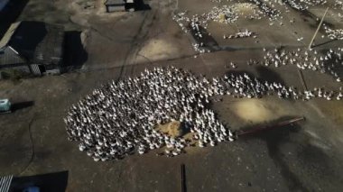 Yukarıdan bir kaz çiftliğinin havadan çekilmiş görüntüsü. çiftçilik kavramı