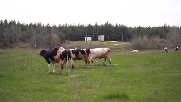 Weidende Kühe auf dem Feld verrichten ihren Kot — Stockvideo