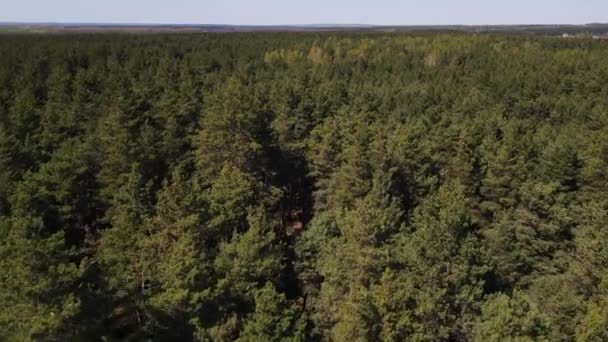 mouvement des drones le long de la forêt de pins