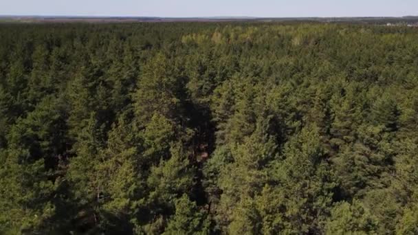 Movimiento de drones a lo largo del bosque de pinos — Vídeo de stock