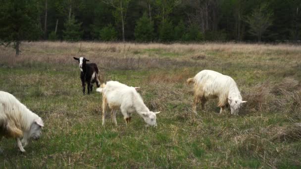 Uma manada de cabras pastam no gramado comendo grama. — Vídeo de Stock