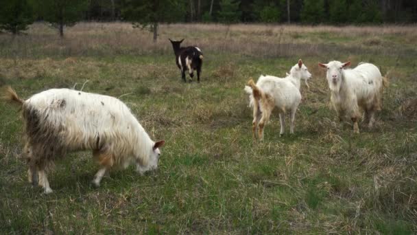 Uma manada de cabras pastam no campo — Vídeo de Stock