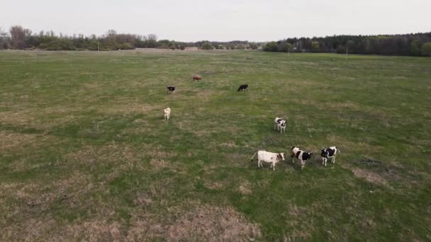 Vacas pastam no campo. tiro aéreo — Vídeo de Stock