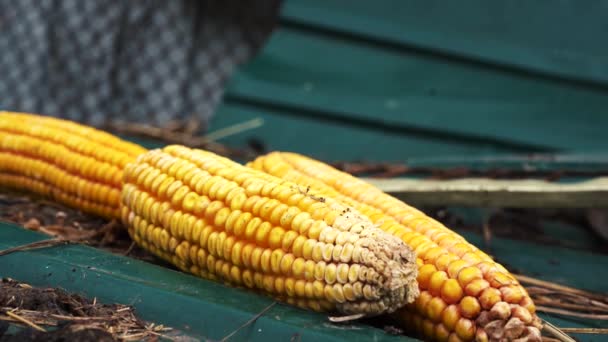 Кукурудза лежить на вулиці для годування курей — стокове відео
