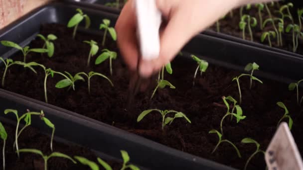 Man cares for his seedings — стоковое видео