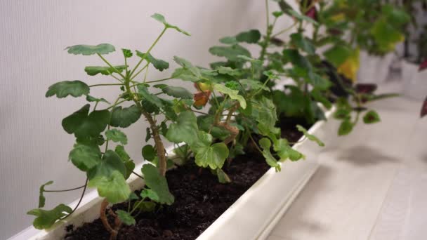 Plantes en pots fleurissant dans la maison — Video